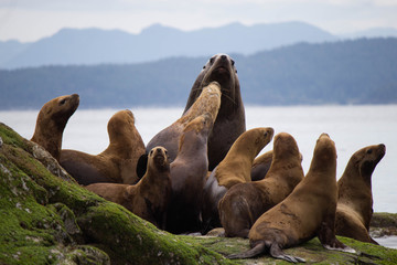 Fototapeta premium Sea Lion Colony