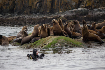 Sea Lion Colony