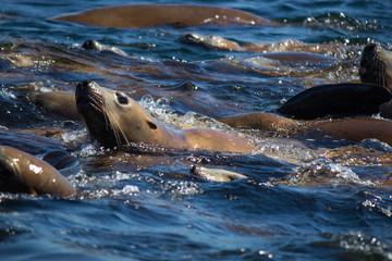 Obraz premium Stellar Sea Lion Swimming