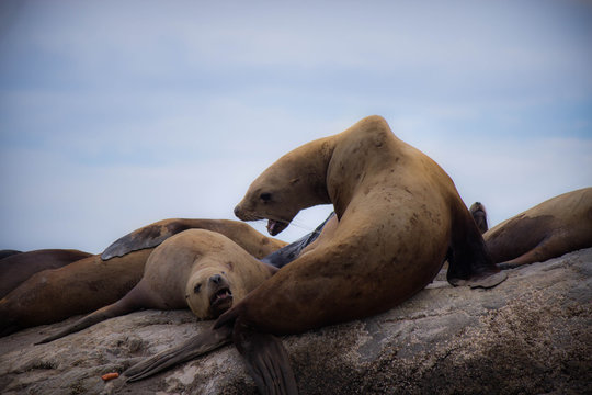 Sea Lion Barking