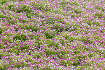 Fototapeta premium pink flowers on a green background