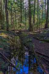Ditch with water in the wet forest in Canada with dead trees around