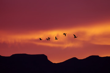 Fototapeta na wymiar Flock of birds spring or autumn migration