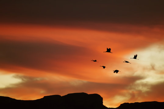 Flock of cranes spring or autumn migration