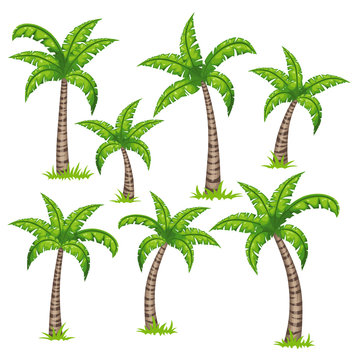 Set of different tropical palm trees