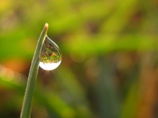 dew drop of water on leaf 