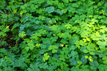 Obraz premium Clover and little yellow flower