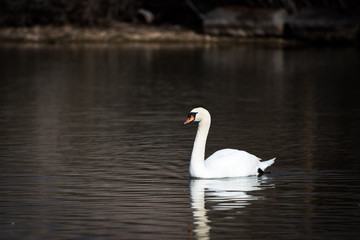 Naklejka premium SWAN, WATER, POND, UTAH, WILDLIFE, BIRDS 