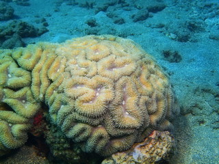 Stone coral