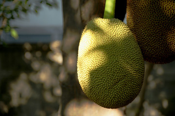 Jack fruit in nature 