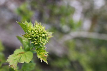 spring macro leaf and flower of new life