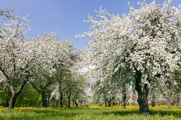 blooming apple trees on blue sky background