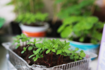 plant new pot garden