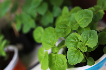 plant new pot garden