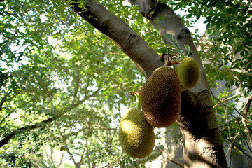 Jack fruit