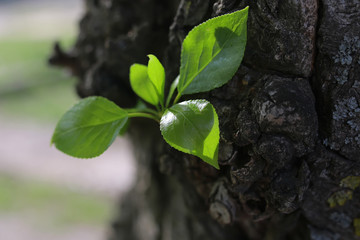 new leaf on tree