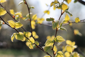 spring fresh leaves on a tree sunset