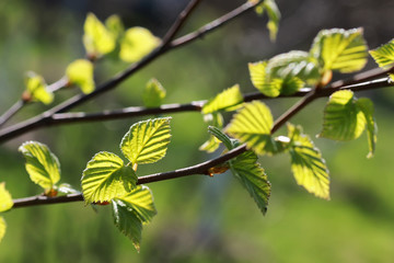 fresh spring leaves on a tree