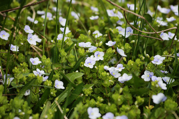 wild spring flower in a field