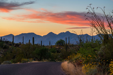 Saguaro NP East, Tucson Arizona