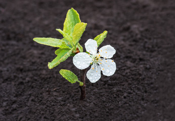 Sprout in spring flowering plum natural background