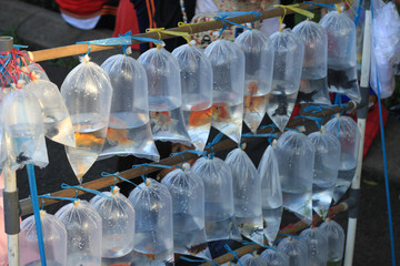 fish in plastic bag transparent sell by street vendor in Indonesia Asia