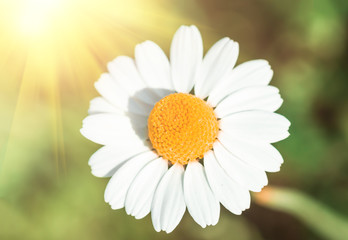 Fototapeta premium Field flower chamomile, closeup. nature background
