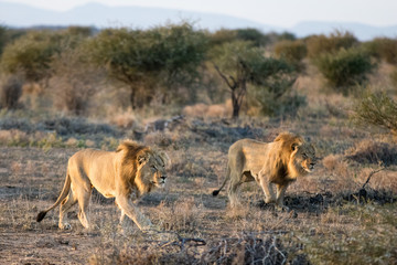 Fototapeta na wymiar Black manned Lions hunting