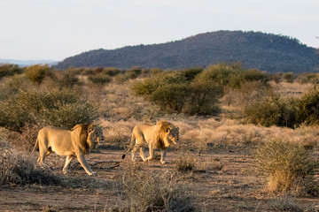 Black manned Lions hunting