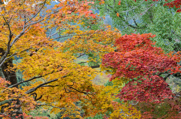 Japanese autumn color leaves of maple trees