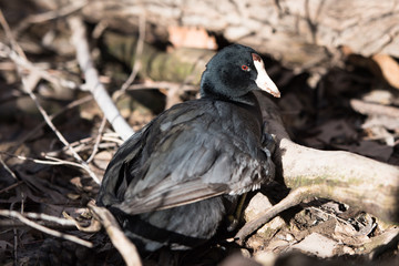 BIRD,WATER,WILDLIFE, UTAH, POND