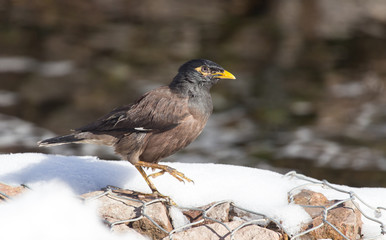Starling on the ground in winter
