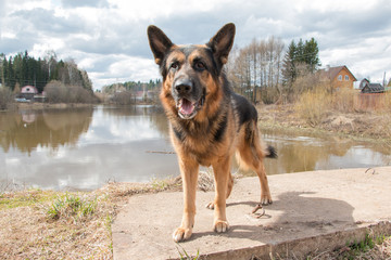 Dog german shepherd near water