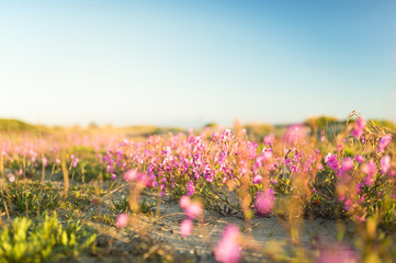 Obraz premium Pink flowers on the beach at sunset