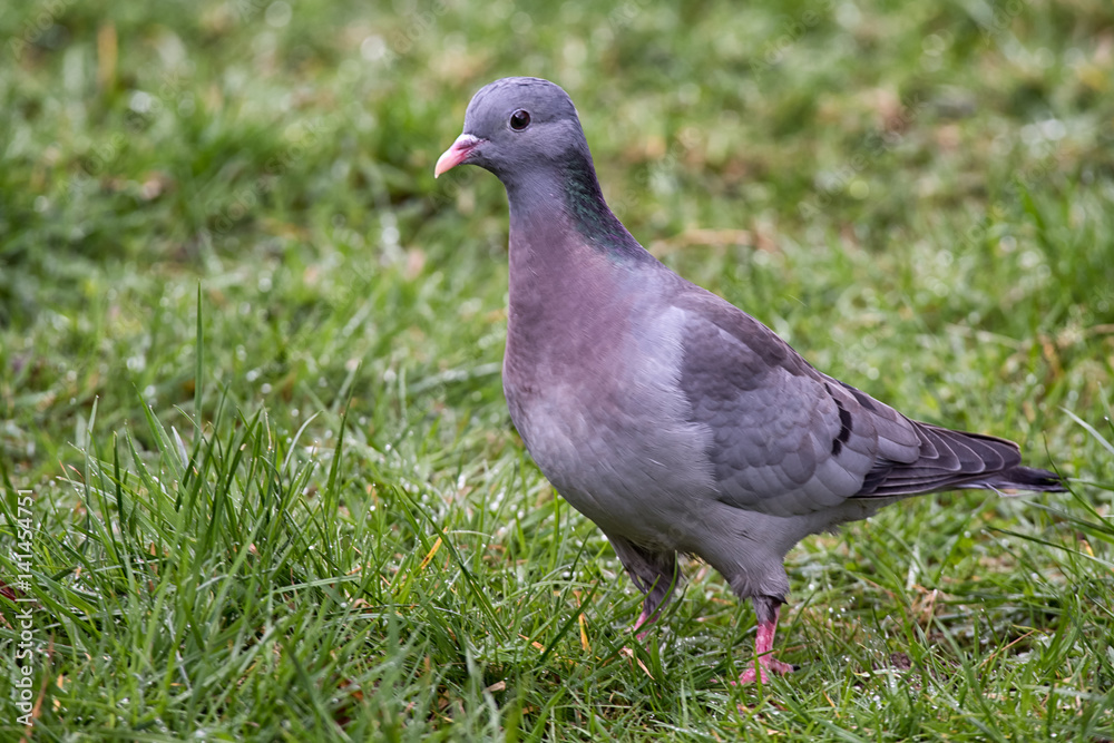 Poster image of a stock dove standing on grass in three quarter profile