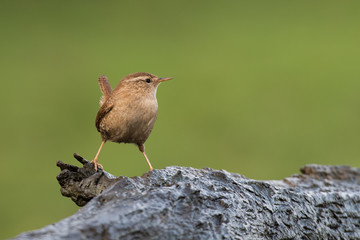 Close up profile portrait of a wren perched on a log and looking right. Troglodytes troglodytes