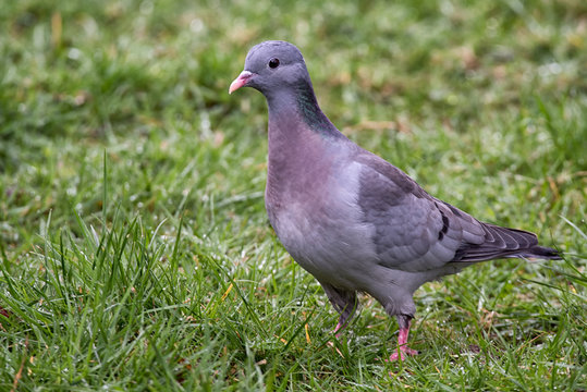 Image of a stock dove standing on grass in three quarter profile