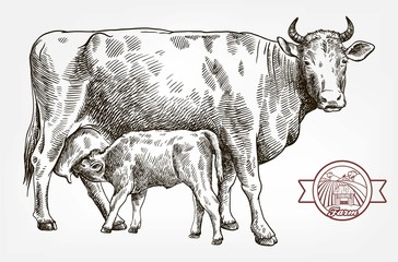 breeding cow. animal husbandry. livestock