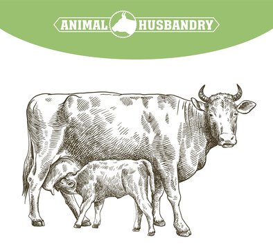 breeding cow. animal husbandry. livestock