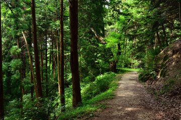 森林浴におすすめな遊歩道(2016年7月)