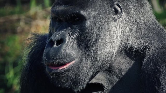 Gorilla Eating Looks Up At Camera