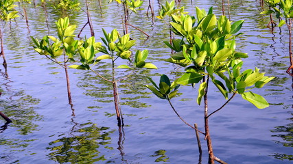 Mangrove forest in  tropical coastal. Mangroves are salt tolerant trees and are adapted to life in...