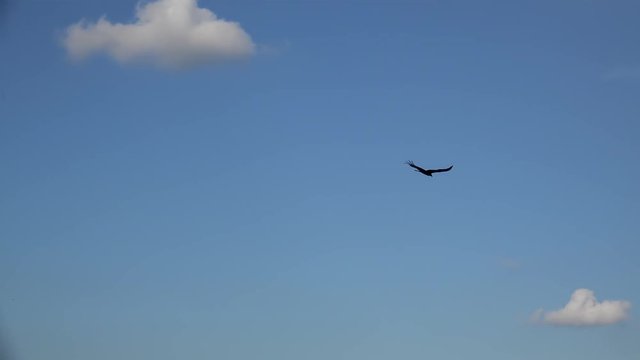 Flock of Turkey vultures (Cathartes aura) in a blue sky. Vinales, Pinar del Rio, Cuba