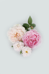 Beautiful rose on white background 