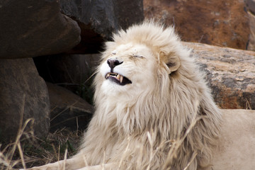 Obraz premium Lion - Majestic creatures 