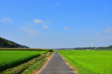 Fototapeta na wymiar 鳥取県琴浦町の農道(2016年8月)
