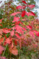 Red leaves on bright background