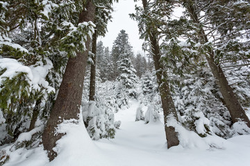 Snow covered fir trees in mountains.
