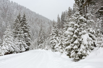 Snow covered fir trees in mountains.