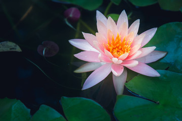 Lotus flower